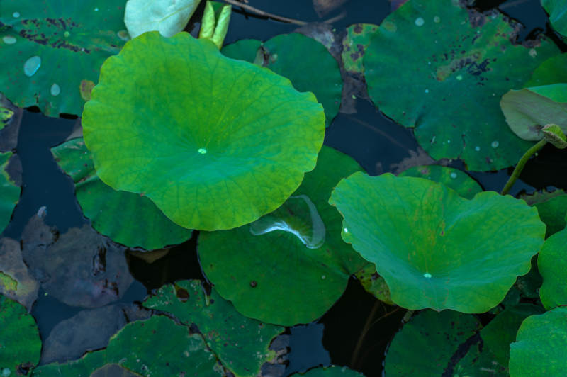 荷叶上的水珠特写图片