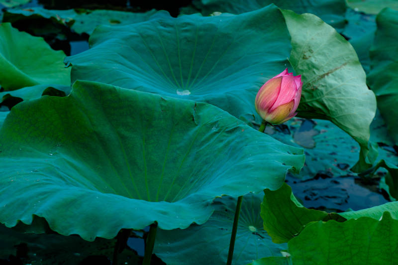 荷叶丛中一朵花图片