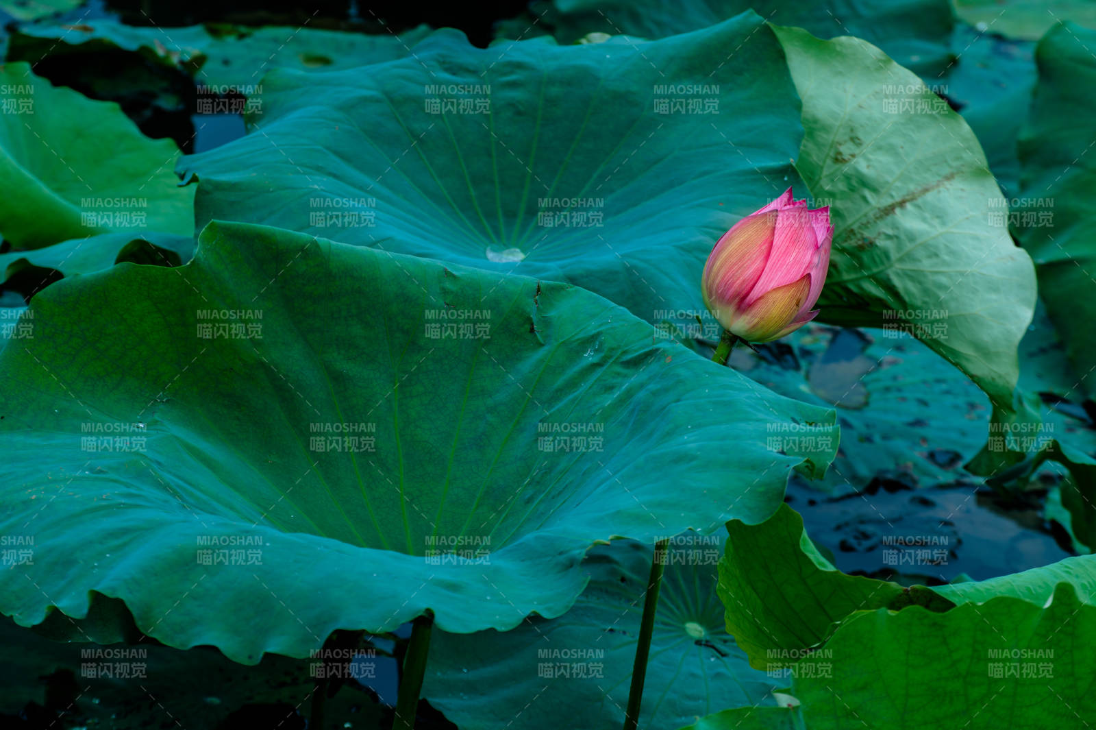 荷叶丛中一朵花图片