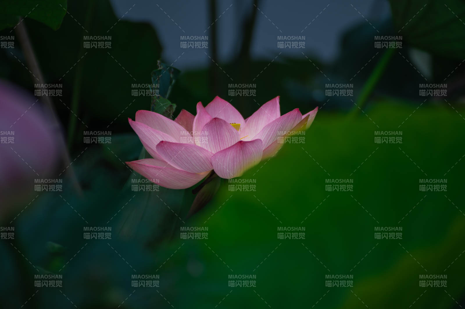 静谧夜色中的莲花绽放图片