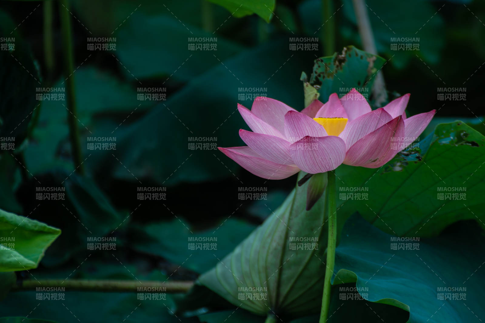 池中粉莲静谧绽放图片