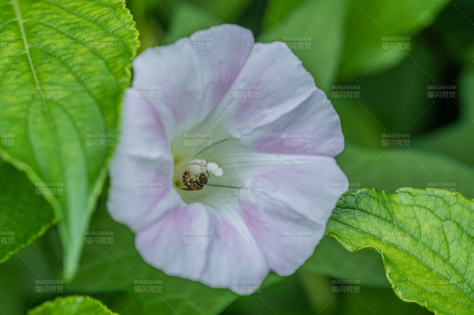 淡雅牵牛花 绿叶映衬美图片
