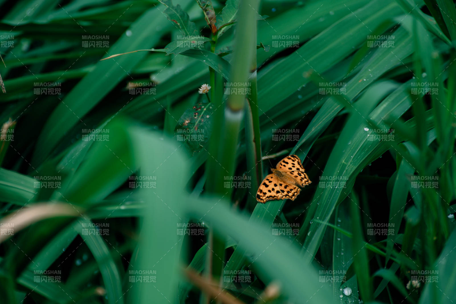 蝴蝶栖息于绿叶之间图片