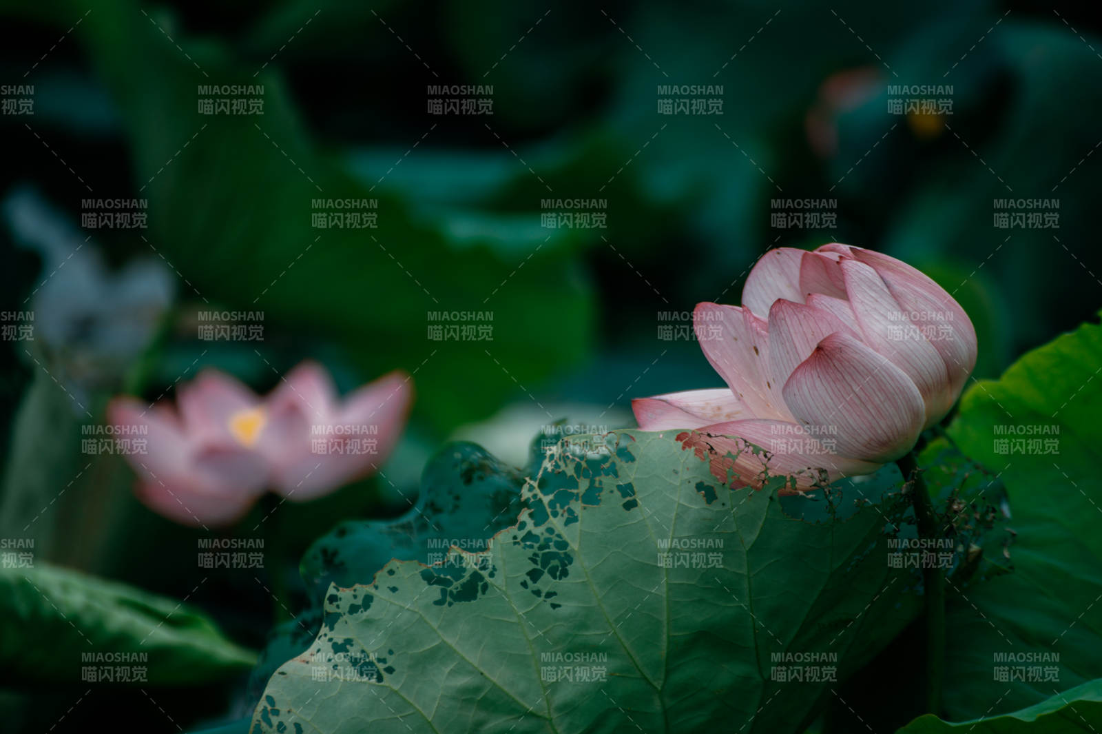 静谧荷塘 粉莲绽放图片