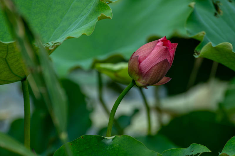 含苞待放的莲花图片