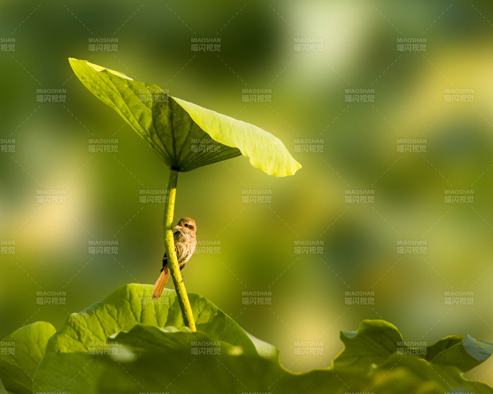 荷叶上的小鸟图片