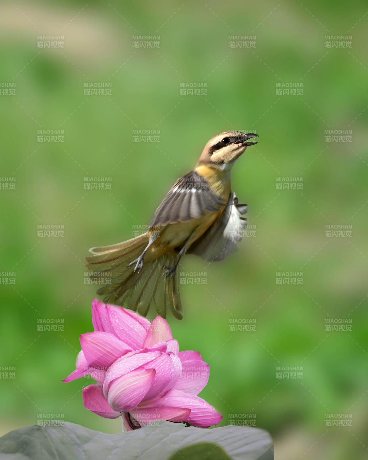 鸟儿飞舞荷花旁图片
