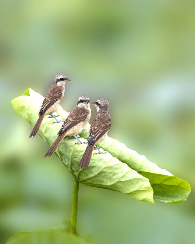 三只小鸟栖息绿叶上图片