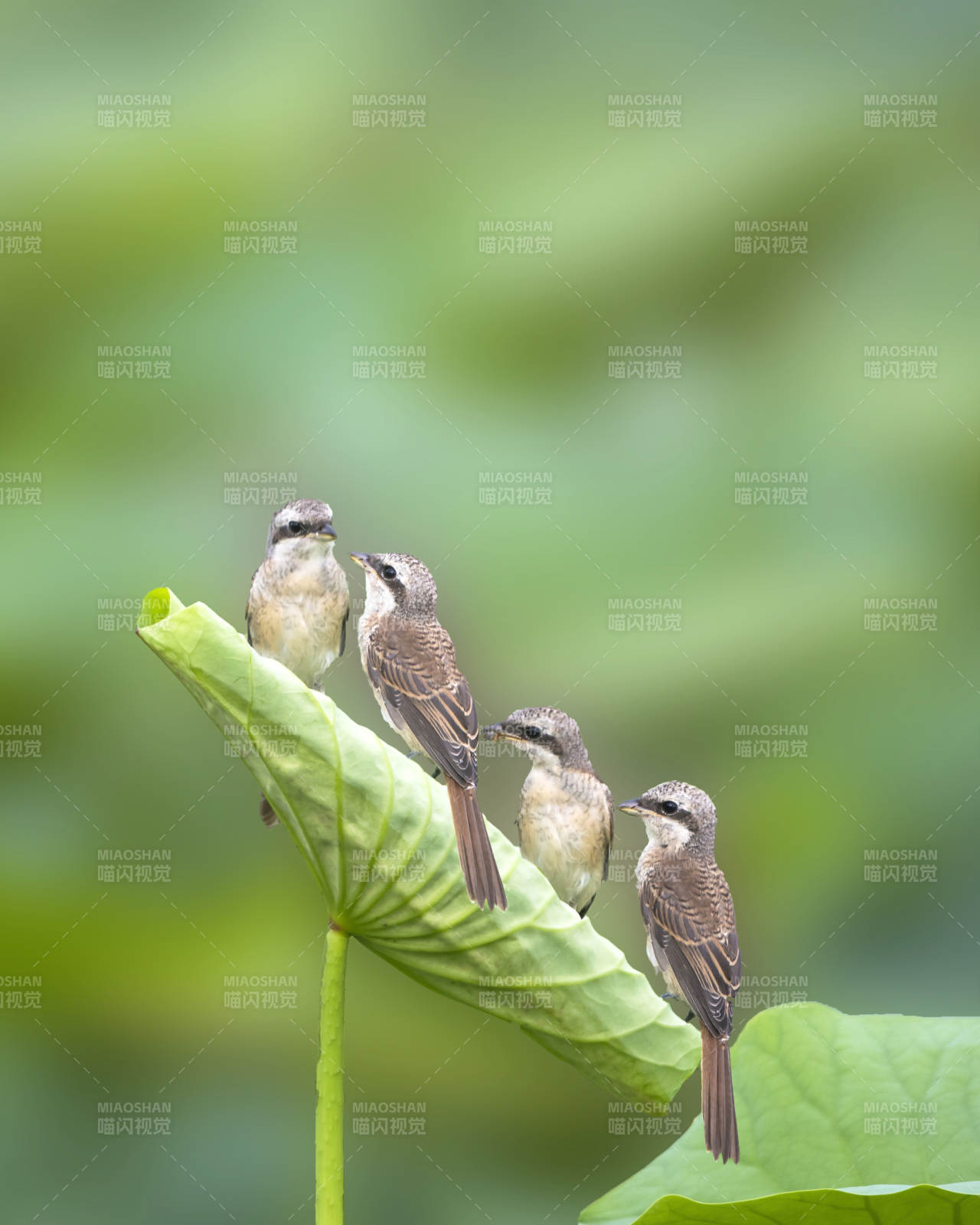 荷叶上的四只小鸟图片
