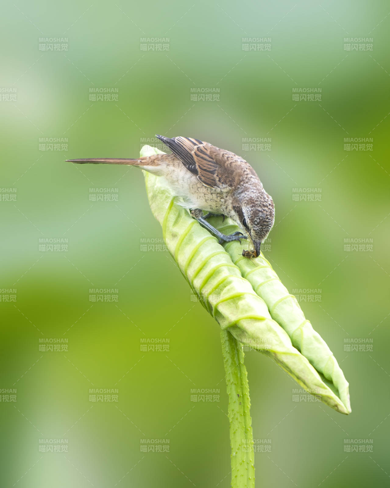 小鸟栖息绿叶上图片