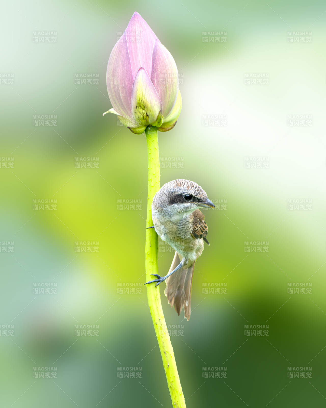 小鸟栖息莲花旁图片