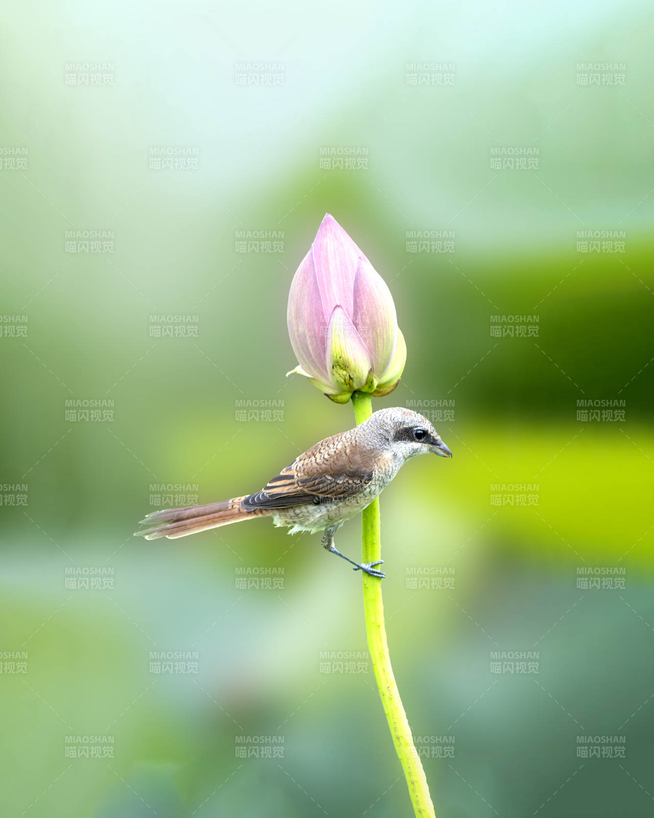 小鸟栖息莲花蕾上图片