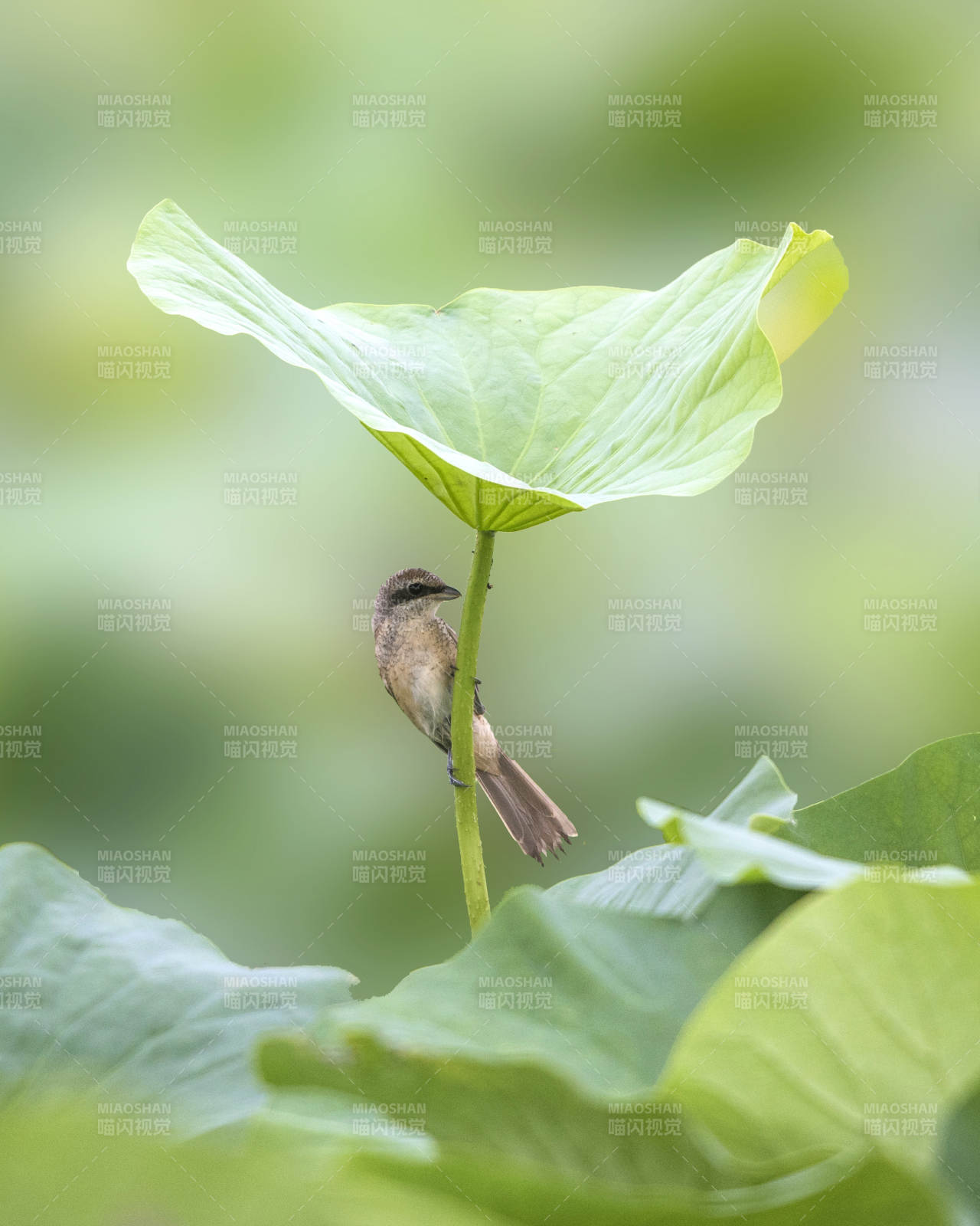 荷叶上的小鸟图片