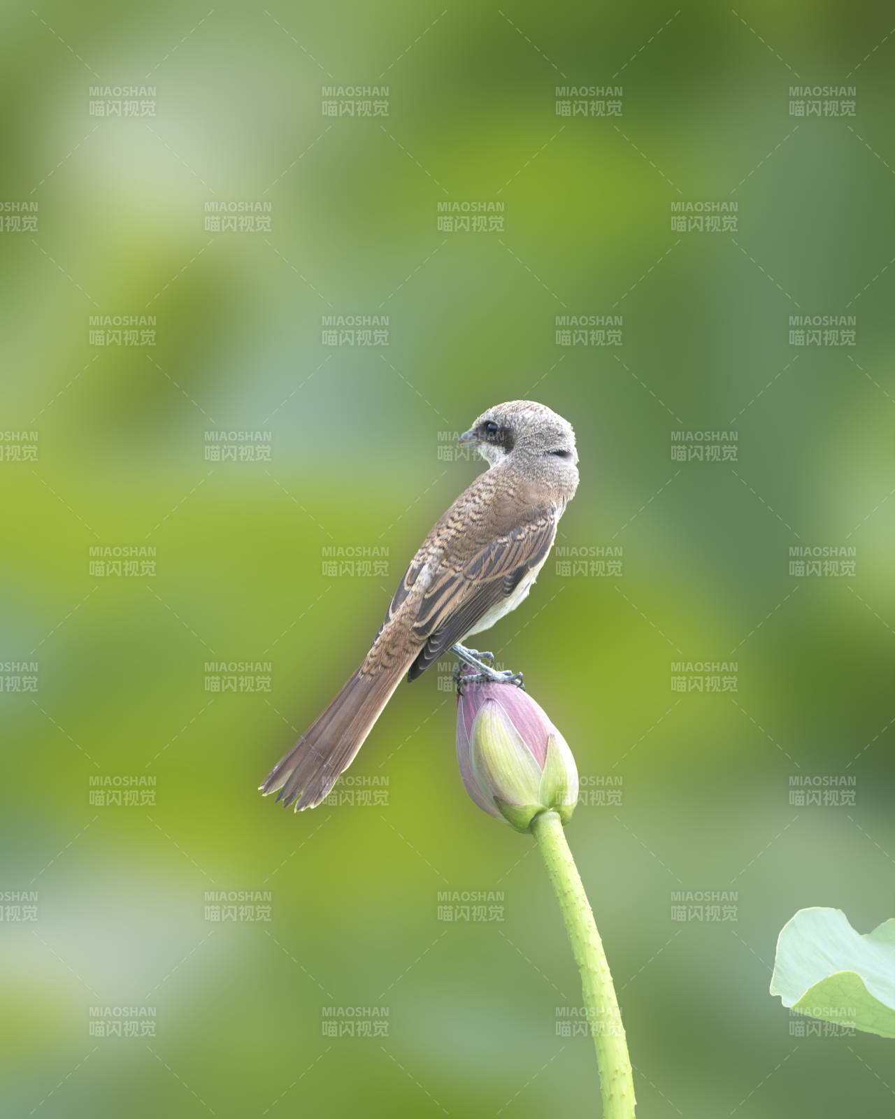 小鸟栖息莲花蕾上图片
