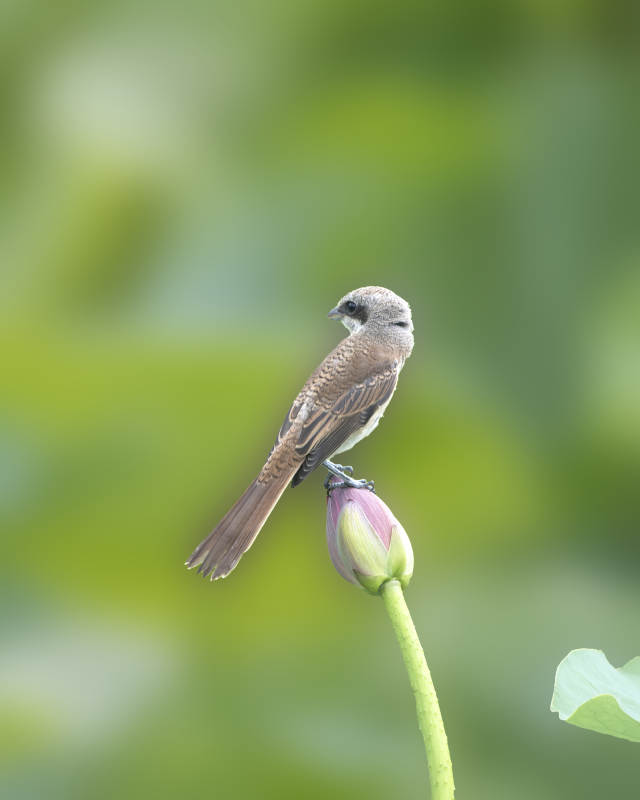 小鸟栖息莲花蕾上图片