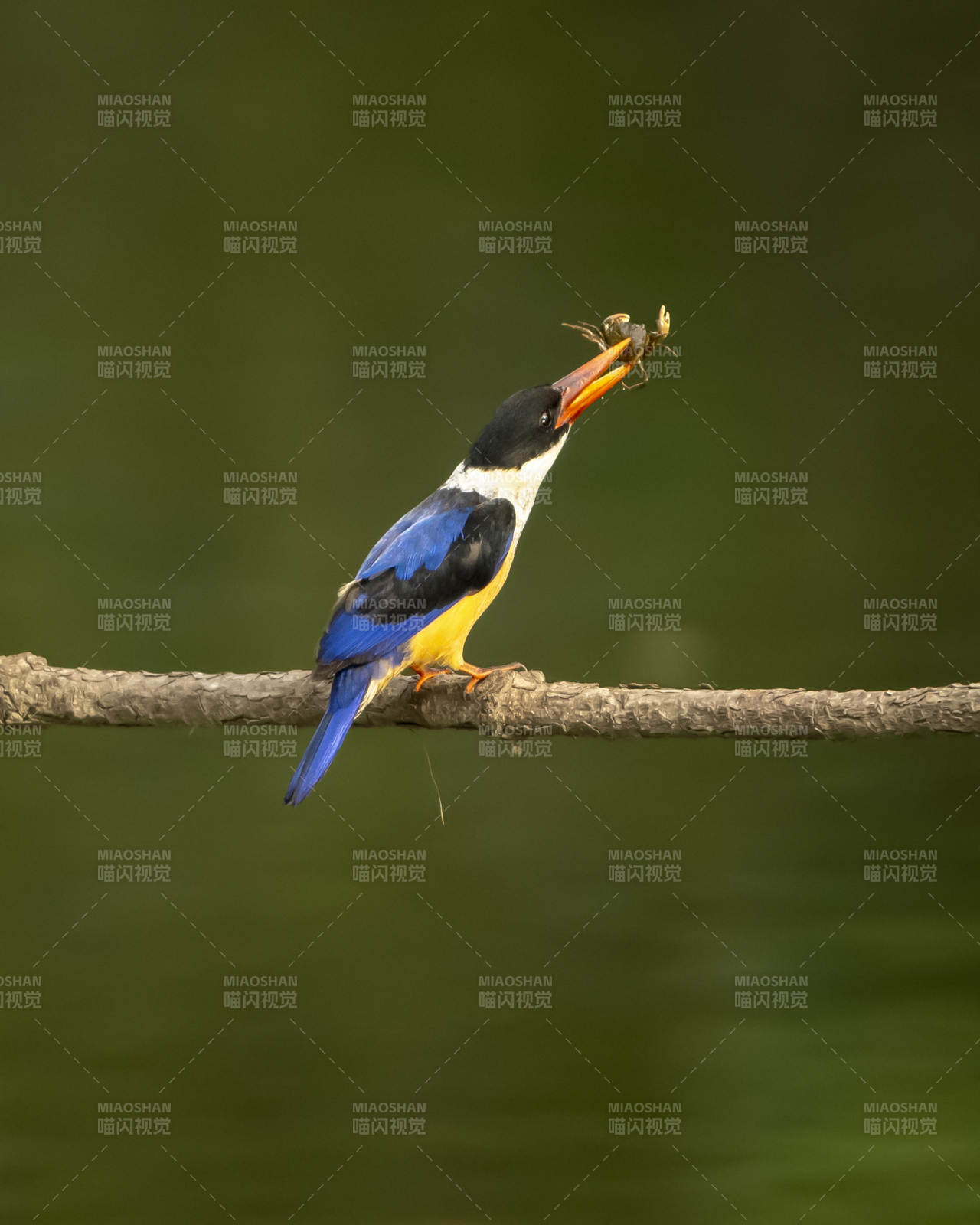 翠鸟捕食瞬间图片