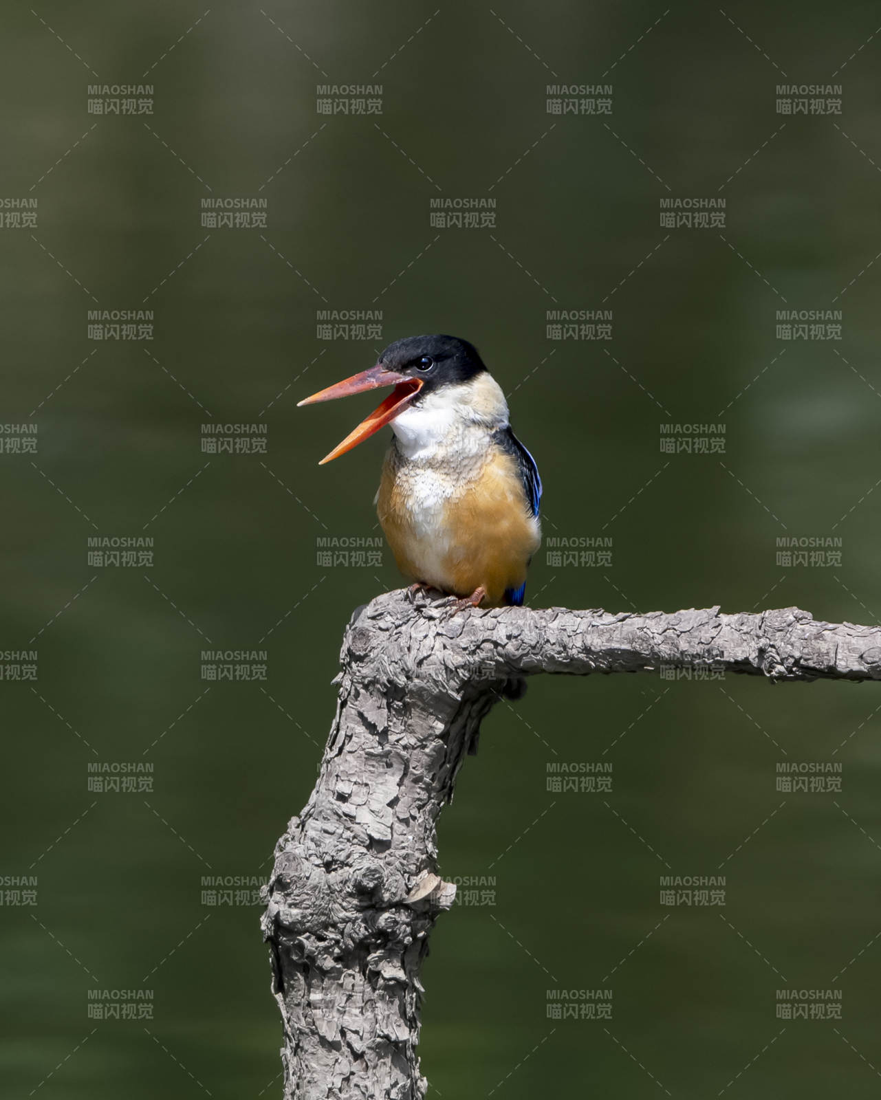 翠鸟栖枝鸣叫图图片