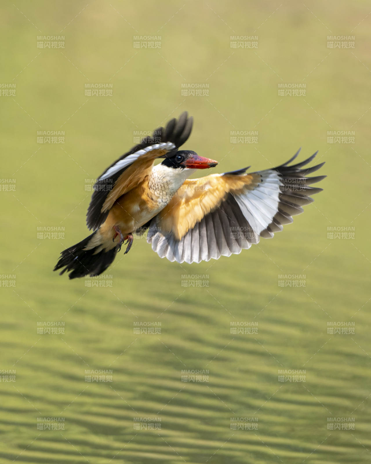 飞翔的翠鸟图片
