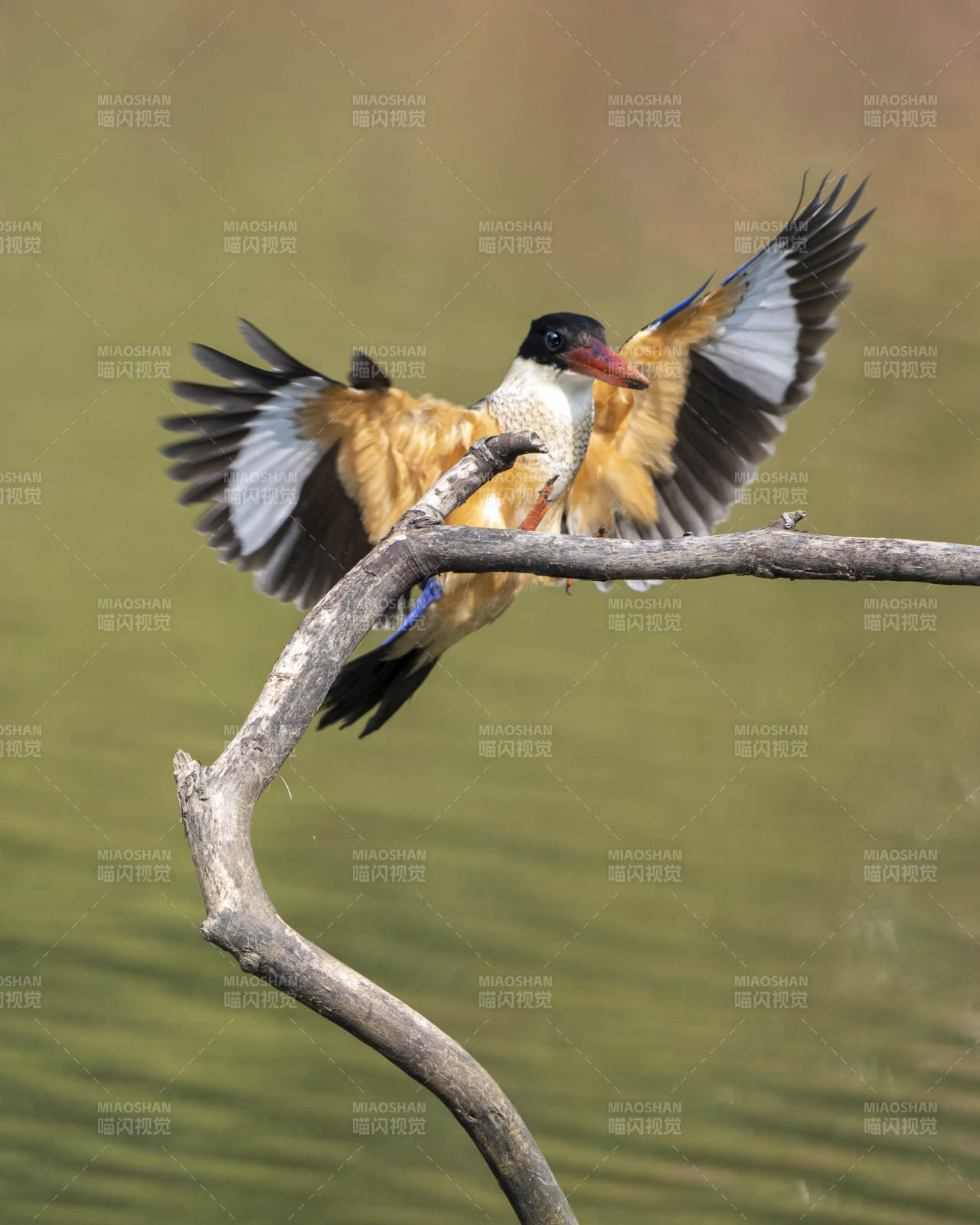 展翅欲飞的翠鸟图片