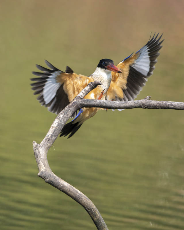 展翅欲飞的翠鸟图片