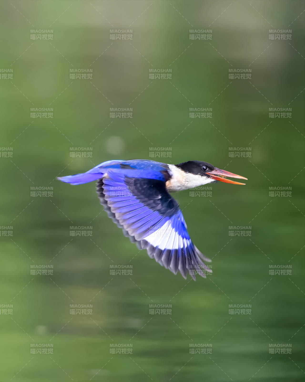 飞翔的翠鸟图片