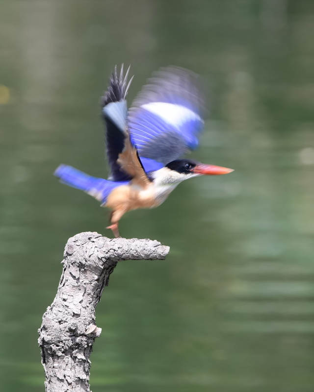 翠鸟展翅欲飞瞬间图片