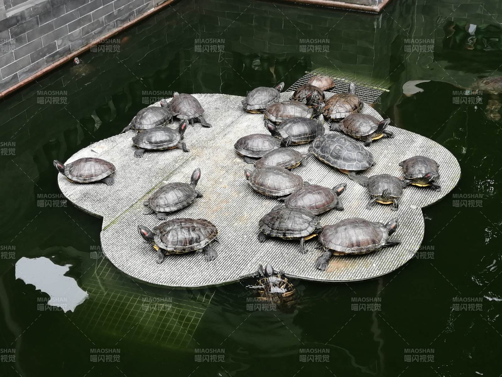 池中乌龟晒太阳图片