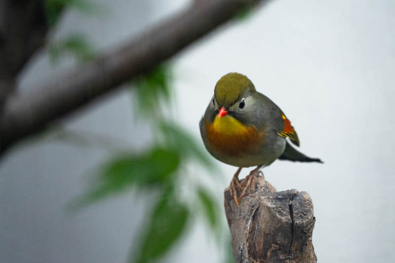 相思鸟栖息于树桩之上图片