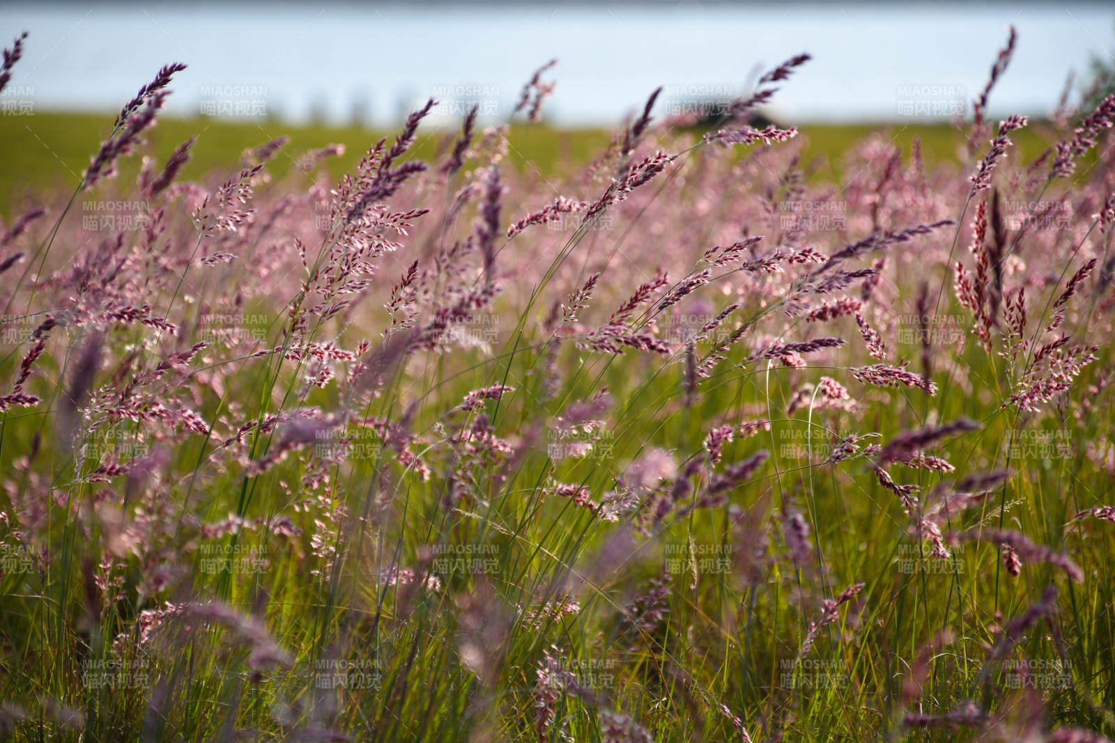紫色花海随风摇曳图片