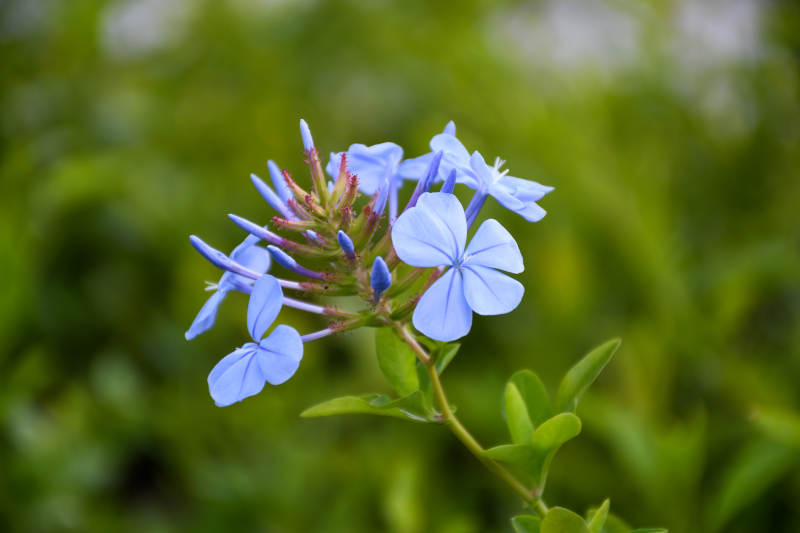 蓝花丹的美丽瞬间图片