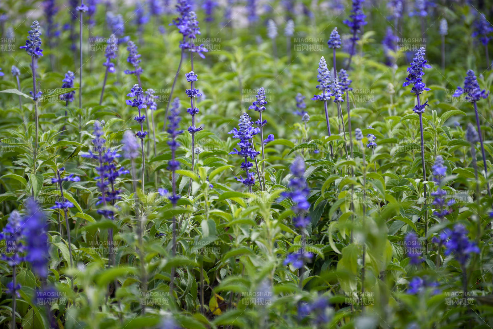 紫色薰衣草花田美景图片