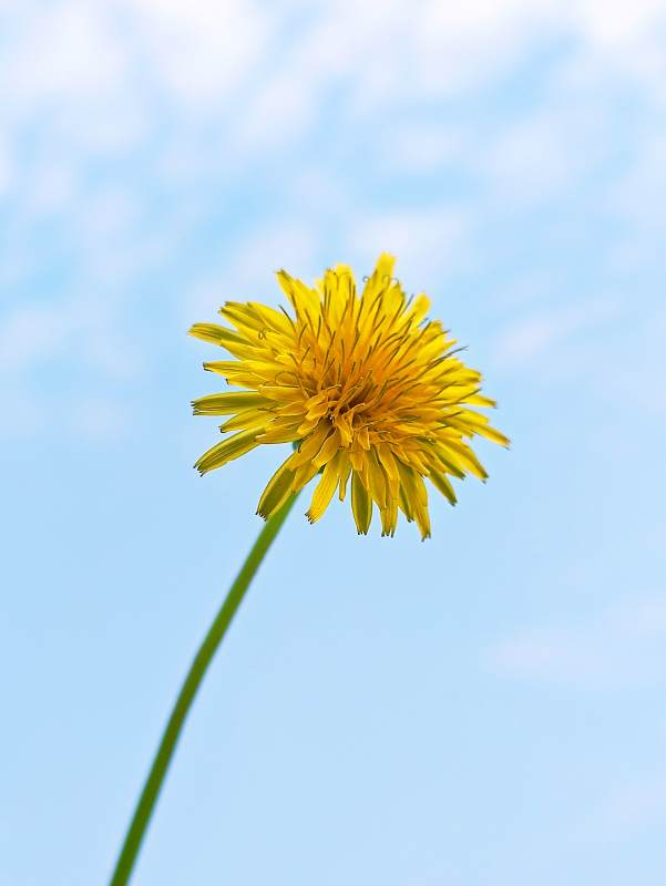 蓝天下的蒲公英花图片