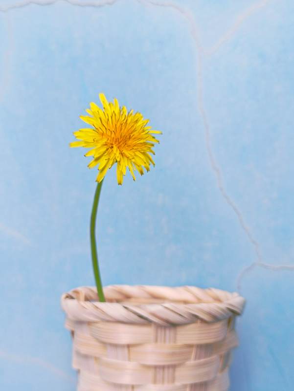 篮中的蒲公英花图片