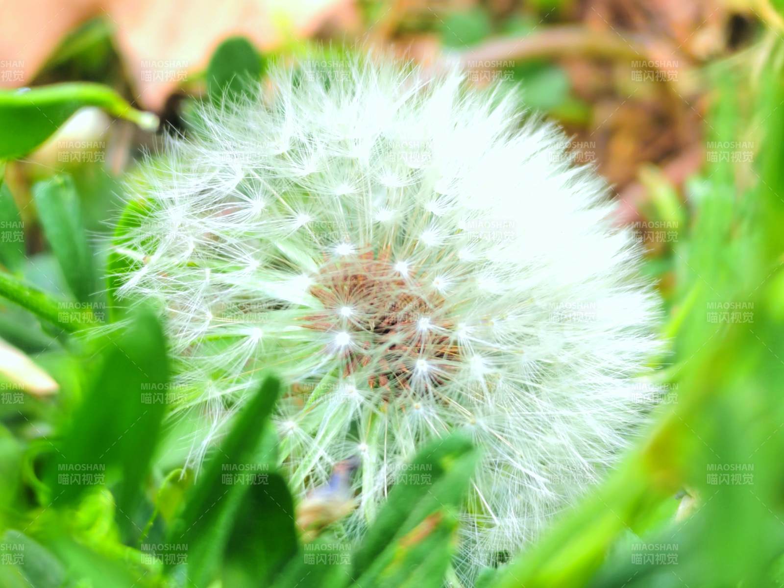 蒲公英的温柔梦境图片