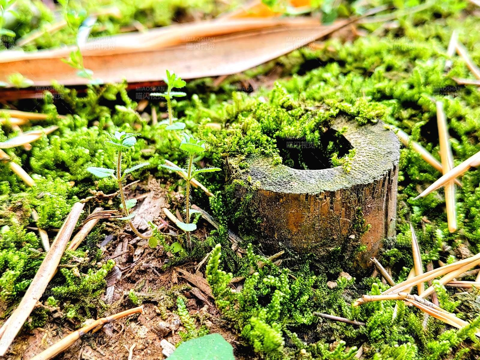苔藓中的小树桩图片
