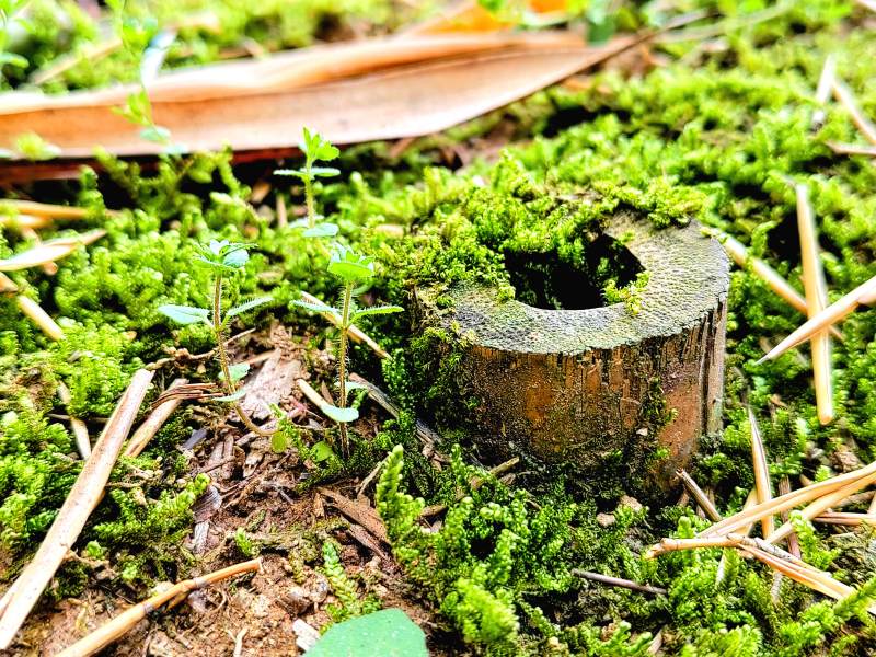 苔藓中的小树桩图片