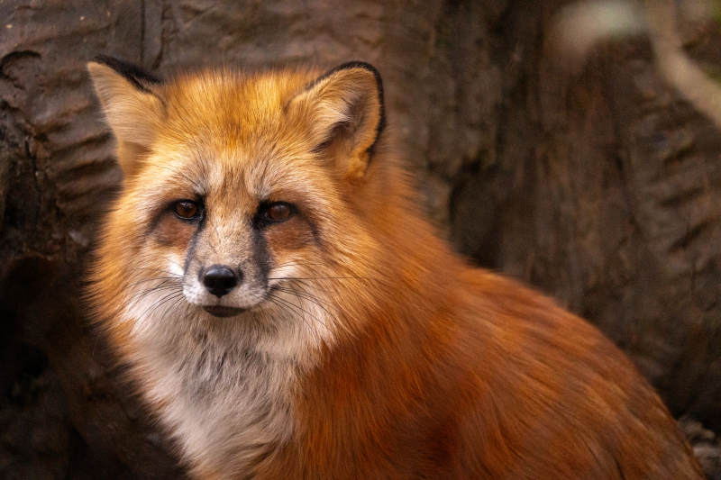 森林中的红狐肖像图片