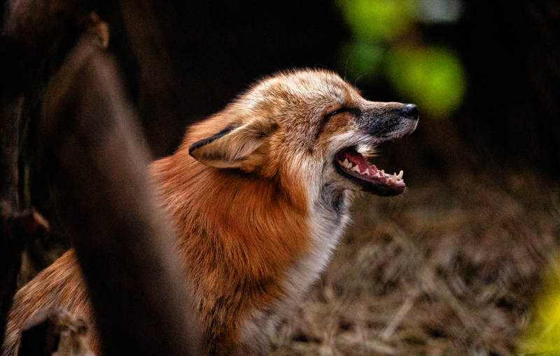 狐狸张嘴叫唤瞬间图片