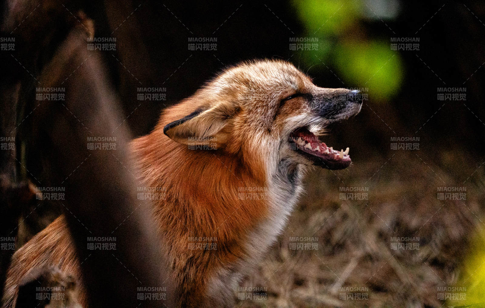 狐狸张嘴叫唤瞬间图片