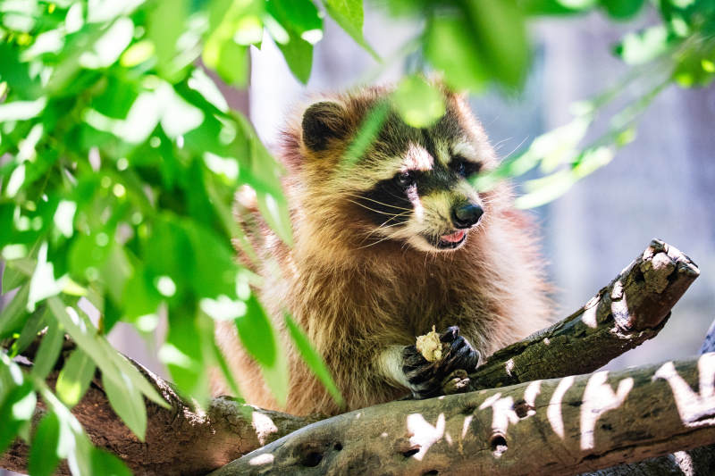 树上的小浣熊在吃东西图片