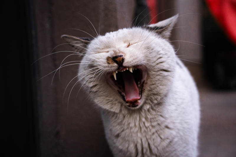 猫咪大张嘴巴打哈欠图片