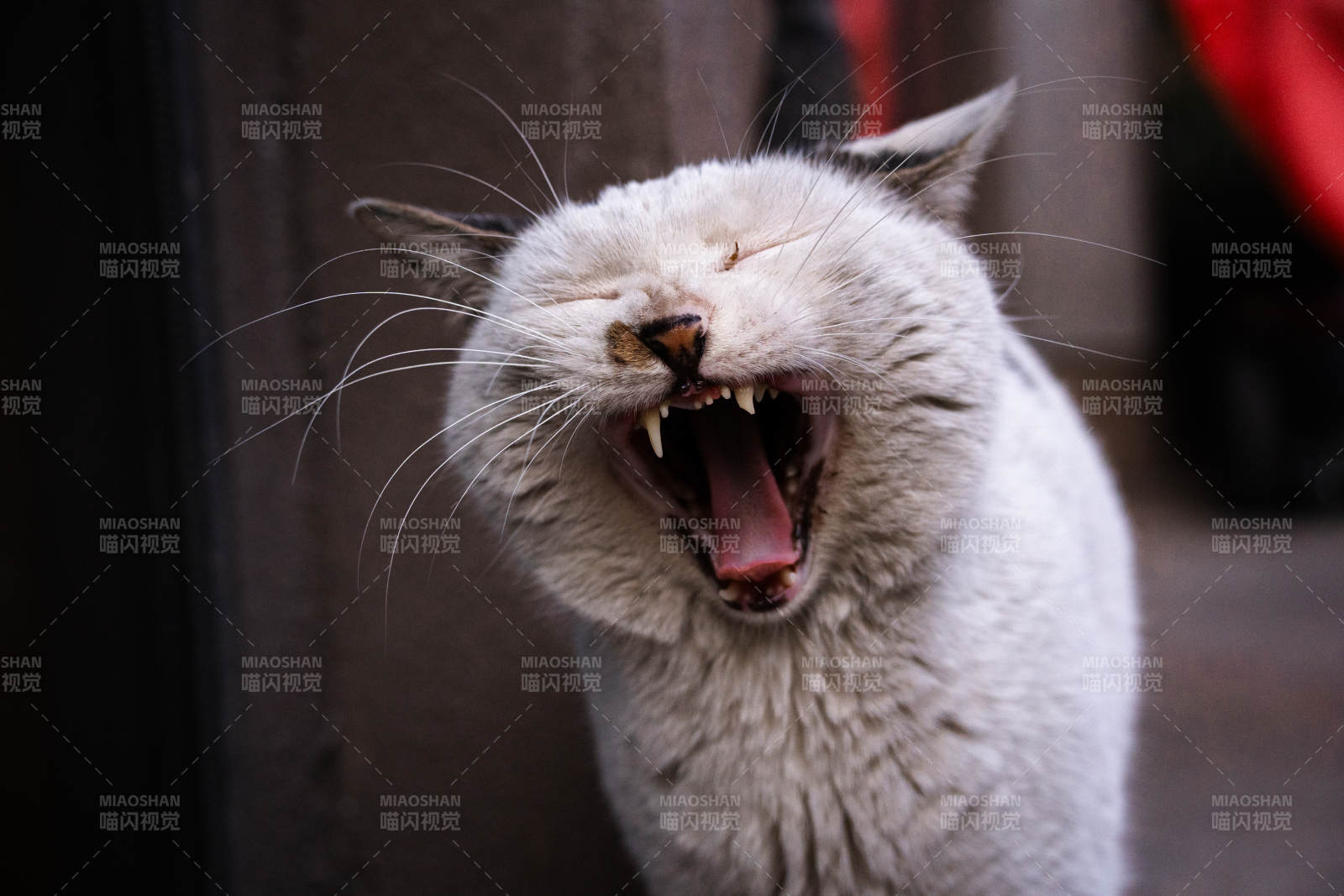 猫咪大张嘴巴打哈欠图片