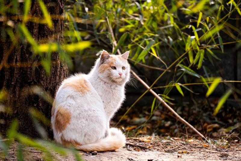 树下悠闲的猫咪图片
