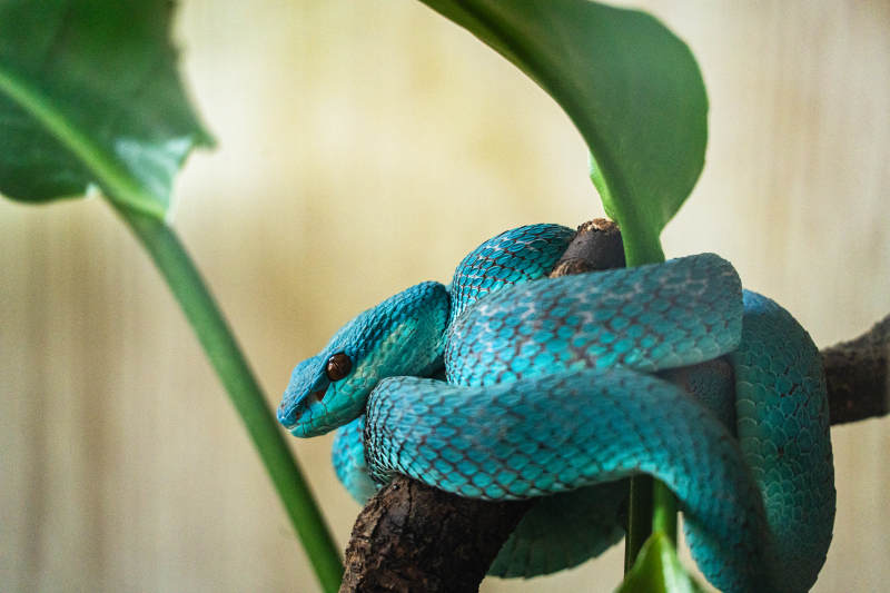 蓝蝰蛇栖息枝头图片