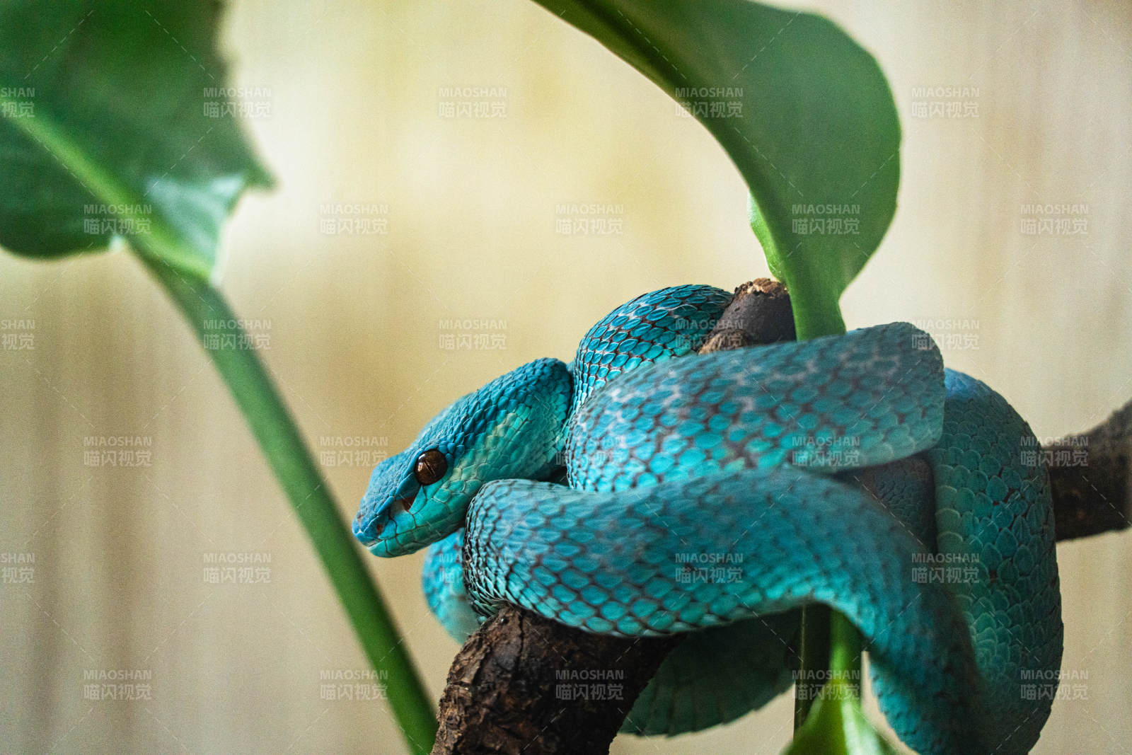 蓝蝰蛇栖息枝头图片