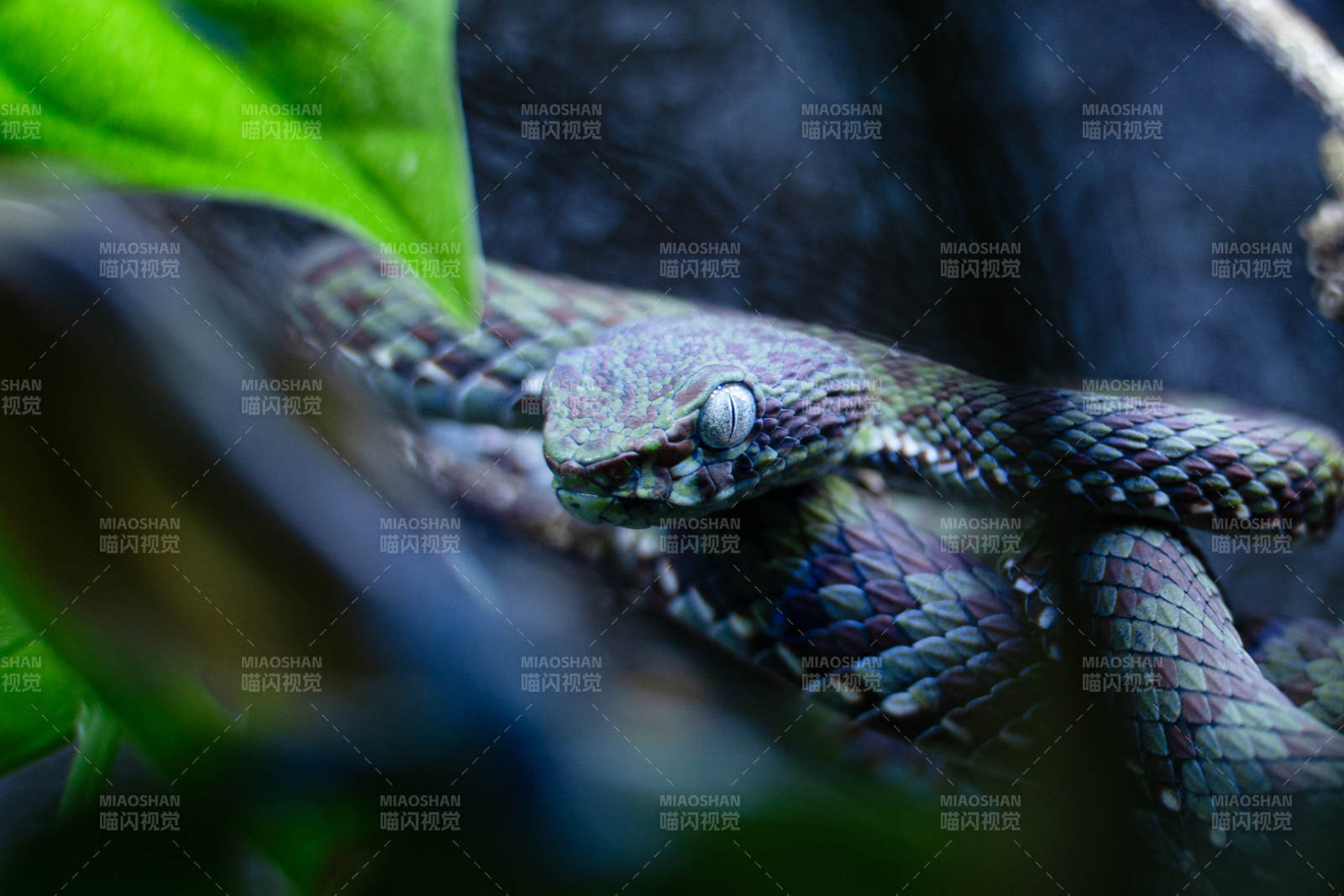 竹叶青的神秘姿态图片