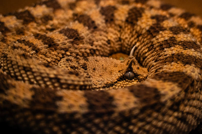 盘踞的毒蛇特写图片