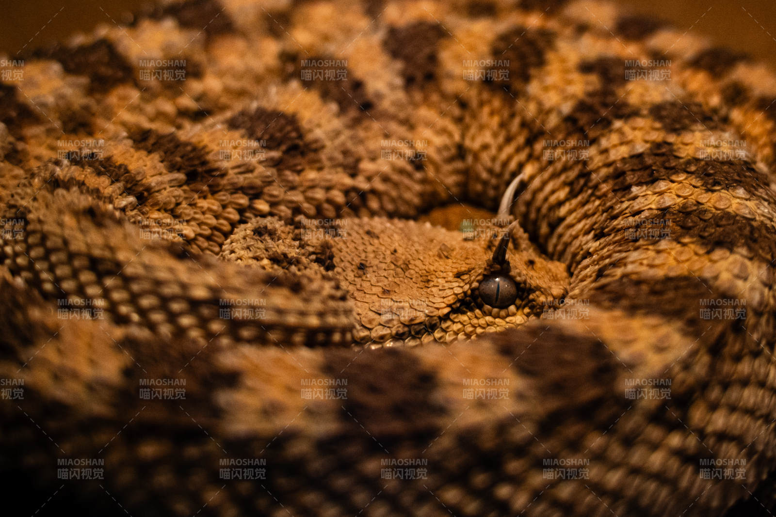 盘踞的毒蛇特写图片