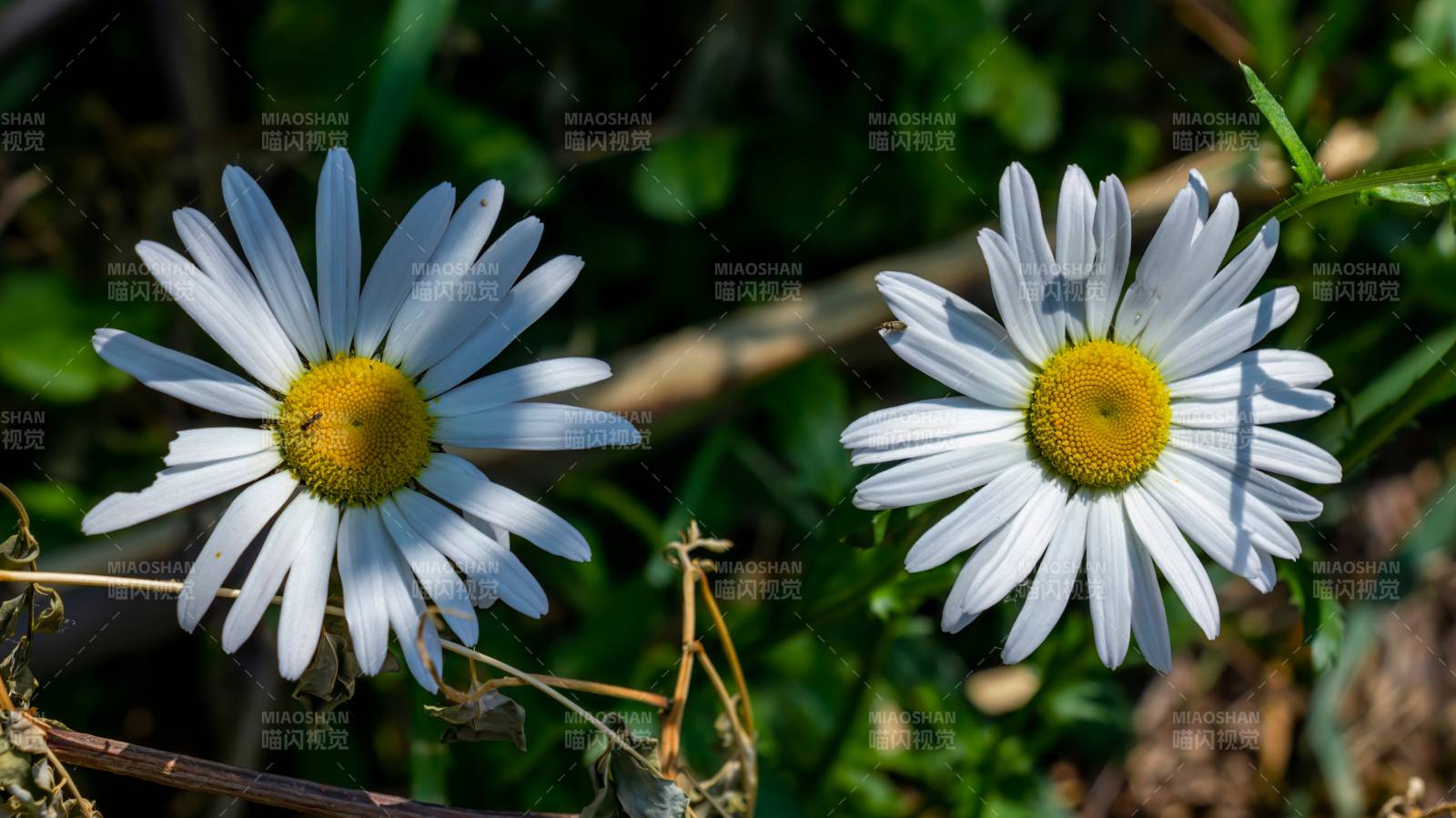 两朵雏菊在绿叶间绽放图片