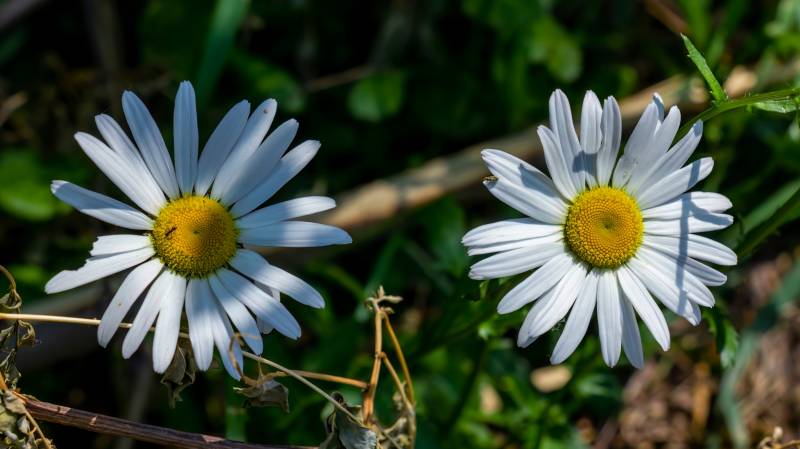 两朵雏菊在绿叶间绽放图片